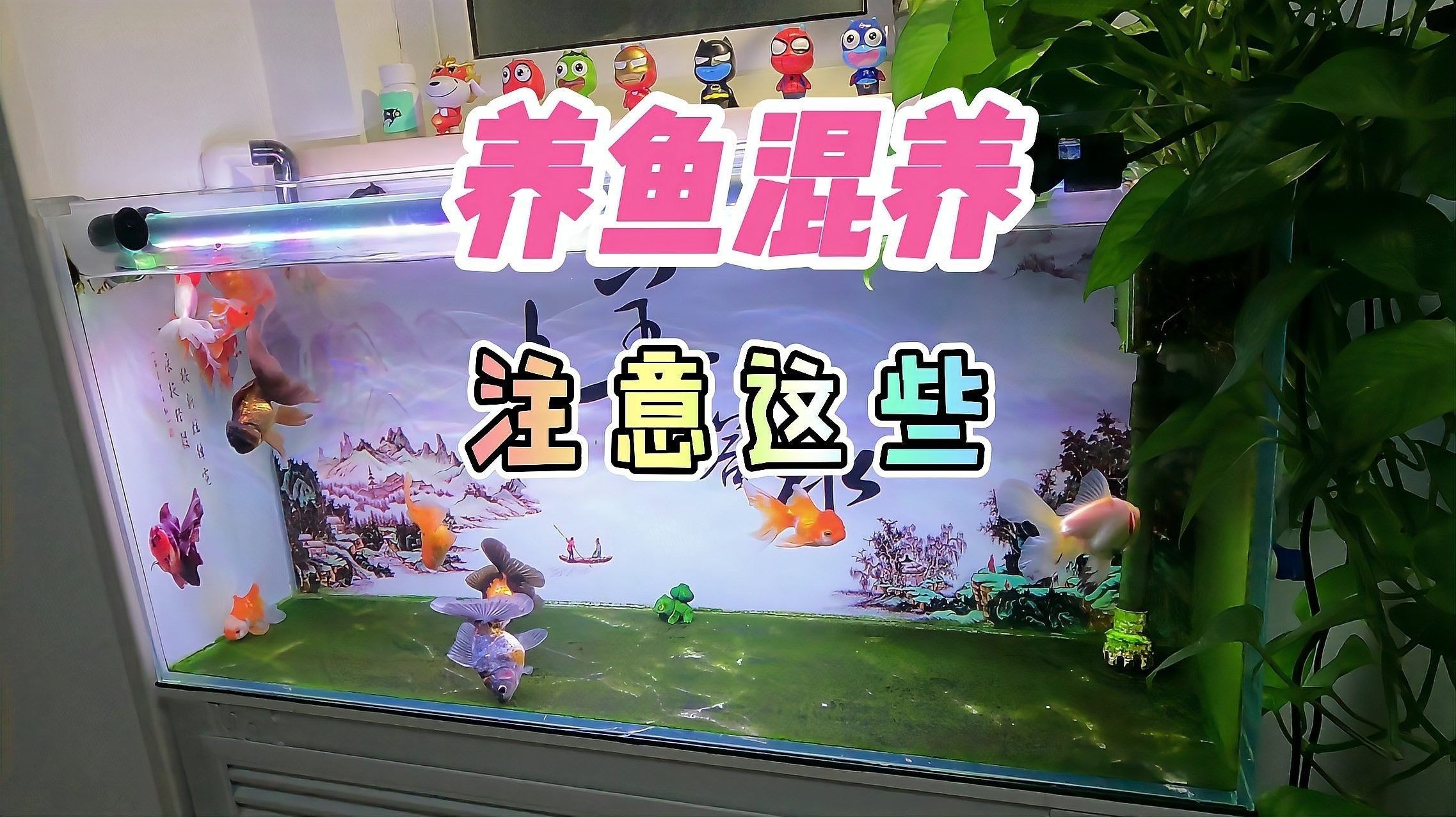 混養(yǎng)初期打斗如何處理？（如何處理混養(yǎng)初期打斗問題）