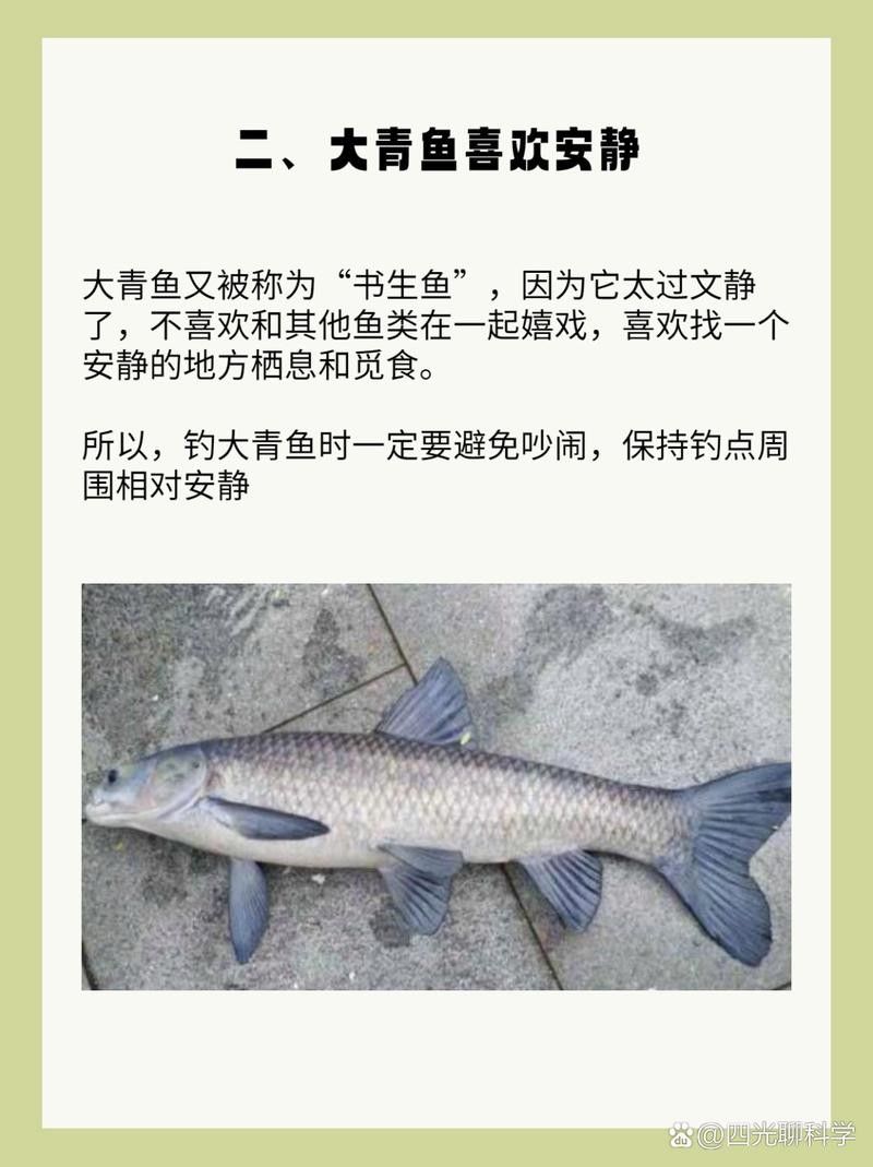 食用類大青龍魚有哪些品種?(大青龍魚的種類及種類介紹) 龍魚百科 第1張 食用類大青龍魚有哪些品種?(大青龍魚的種類及種類介紹) 食用類大青龍魚有哪些品種?(大青龍魚的種類及種類介紹) 龍魚百科 第1張