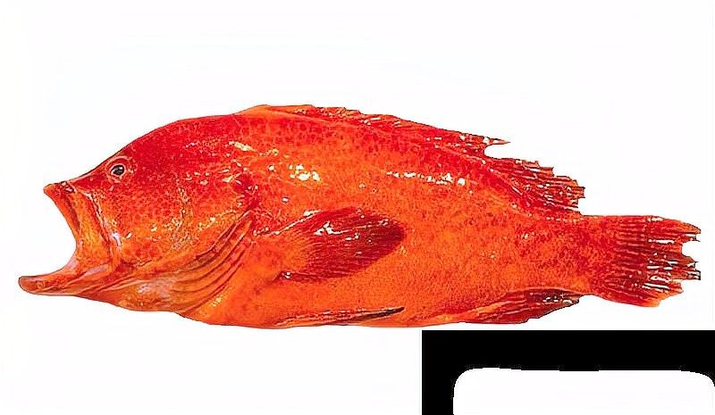 食用類大青龍魚有哪些品種？（大青龍魚的種類及種類介紹） 食用類大青龍魚有哪些品種？（大青龍魚的種類及種類介紹） 龍魚百科 第10張