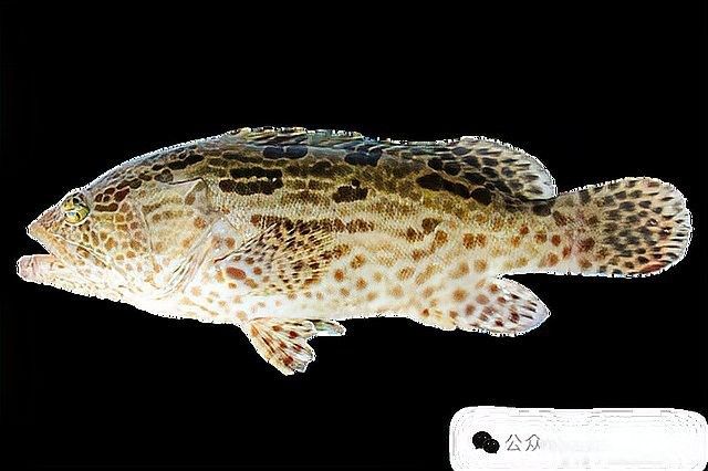 食用類大青龍魚有哪些品種？（大青龍魚的種類及種類介紹） 食用類大青龍魚有哪些品種？（大青龍魚的種類及種類介紹） 龍魚百科 第9張