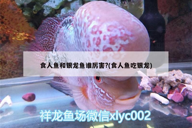 食人魚和銀龍魚誰厲害?(食人魚吃銀龍)（大食人魚和銀龍魚的區(qū)別）