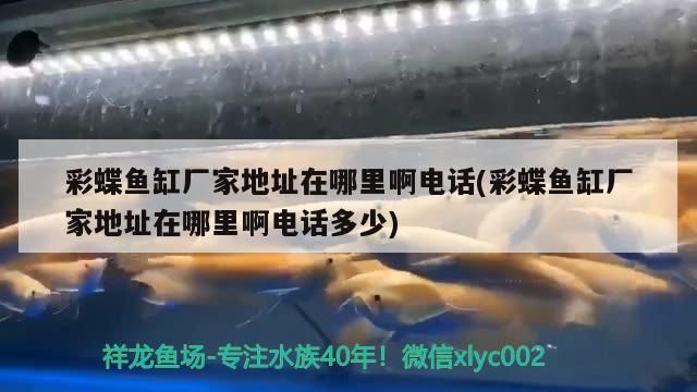 彩蝶魚缸廠家地址在哪里啊電話(彩蝶魚缸廠家地址在哪里啊電話多少)（彩蝶魚缸廠家地址在哪里啊電話多少）