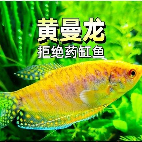 金曼龍魚能長多大？（曼龍魚能長多大）