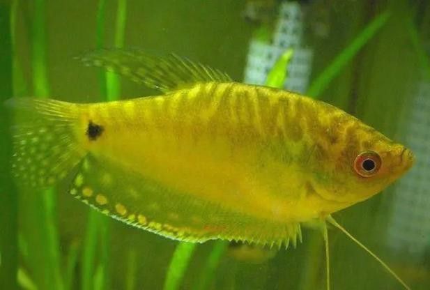 金曼龍魚能長多大？（曼龍魚能長多大）