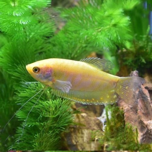 金曼龍魚能長多大？（曼龍魚能長多大）