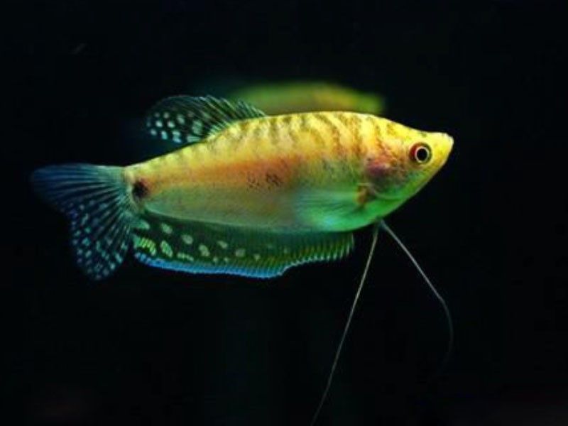 金曼龍魚能長多大？（曼龍魚能長多大）