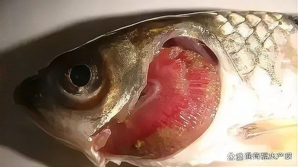 如何預防龍魚爛鰓再次發(fā)生（水產(chǎn)養(yǎng)殖中常見的魚類爛鰓病,引發(fā)原因有哪些）