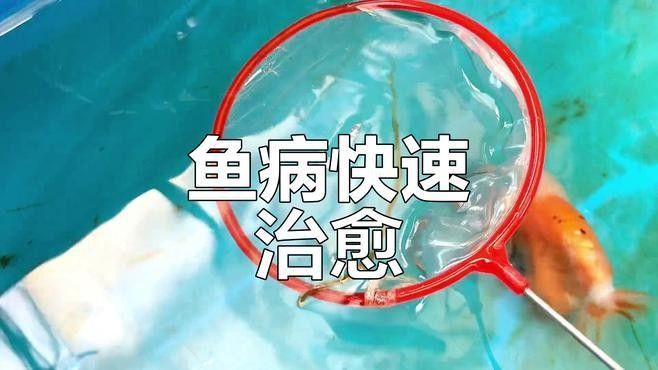 紅龍魚排便異常多久會死（紅龍魚排便異常多久會死呢？）