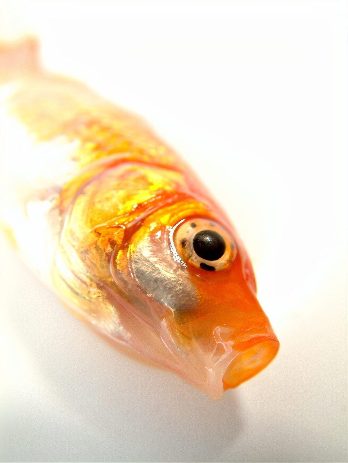 紅龍魚排便異常多久會死（紅龍魚排便異常多久會死呢？）