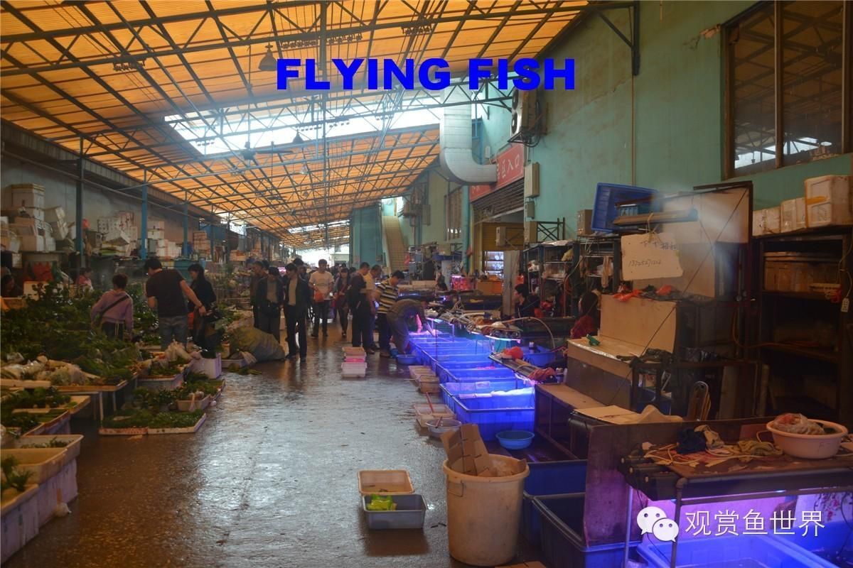 北方最大的觀賞魚市場（北方最大的觀賞魚市場有哪些？）