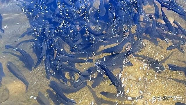 龍魚用藥過量會有什么后果（龍魚用藥過量會導(dǎo)致多種嚴(yán)重后果） 龍魚用藥過量會有什么后果（龍魚用藥過量會導(dǎo)致多種嚴(yán)重后果） 龍魚百科 第2張