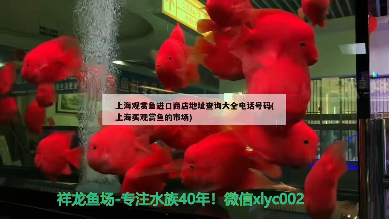 <strong><mark>上海</mark></strong>觀賞魚進口商店地址查詢大全電話號碼(<strong><mark>上海</mark></strong>買觀賞魚的市場)（<strong><mark>上海</mark></strong>觀賞魚市場）