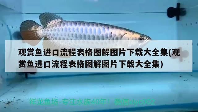 觀賞魚進(jìn)口流程表格圖解圖片下載大全集(觀賞魚進(jìn)口流程表格圖解圖片下載大全集)（觀賞魚進(jìn)口流程表格圖解）