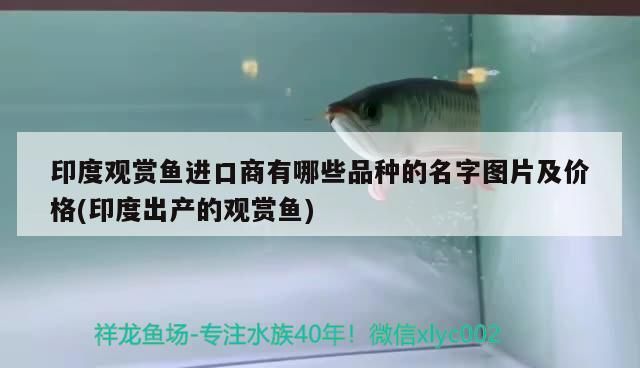 印度觀賞魚進口商有哪些品種的名字圖片及價格(印度出產的觀賞魚)（印度觀賞魚進口商有哪些品種的名字及價格）