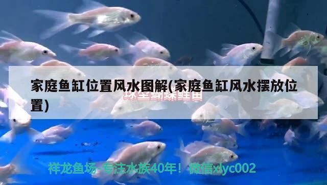 家庭魚(yú)缸位置風(fēng)水圖解(家庭魚(yú)缸風(fēng)水?dāng)[放位置)（家庭魚(yú)缸擺放在客廳什么位置最好？）