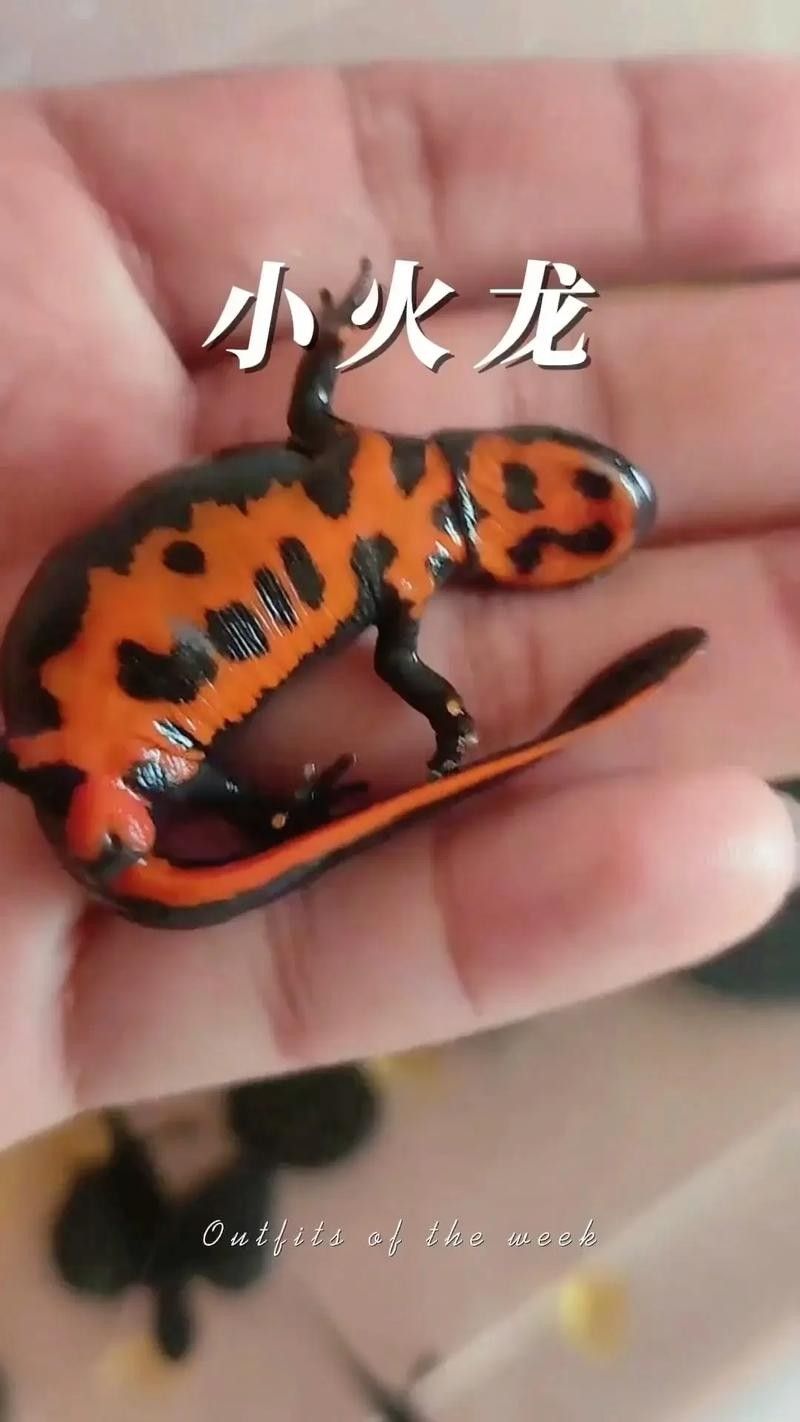 火龍魚的價格是多少？（火龍魚價格一般多少錢一只） 火龍魚的價格是多少？（火龍魚價格一般多少錢一只） 龍魚百科 第4張