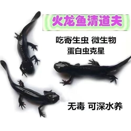 火龍魚的價格是多少？（火龍魚價格一般多少錢一只） 火龍魚的價格是多少？（火龍魚價格一般多少錢一只） 龍魚百科 第5張