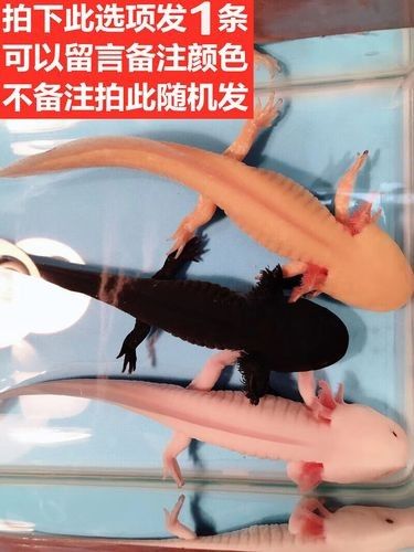 火龍魚的價格是多少？（火龍魚價格一般多少錢一只） 火龍魚的價格是多少？（火龍魚價格一般多少錢一只） 龍魚百科 第6張
