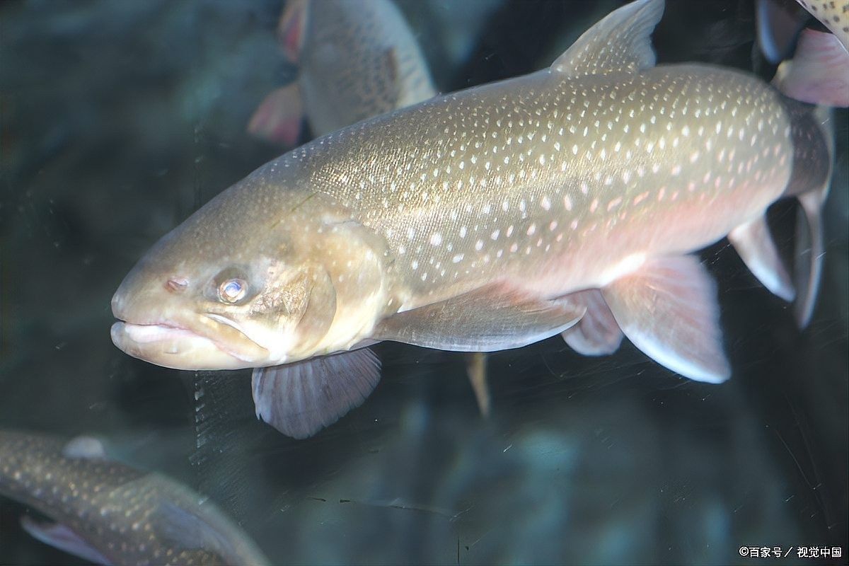 如何預防紅金龍魚拒食？（紅金龍魚拒食怎么辦） 如何預防紅金龍魚拒食？（紅金龍魚拒食怎么辦） 龍魚百科 第7張