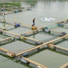 推薦幾家四川龍魚養殖場（四川龍魚養殖場）