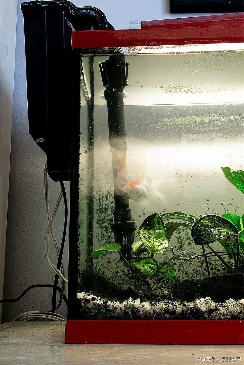 清洗魚缸時需要注意什么？（天山可可，如何正確清洗魚缸）