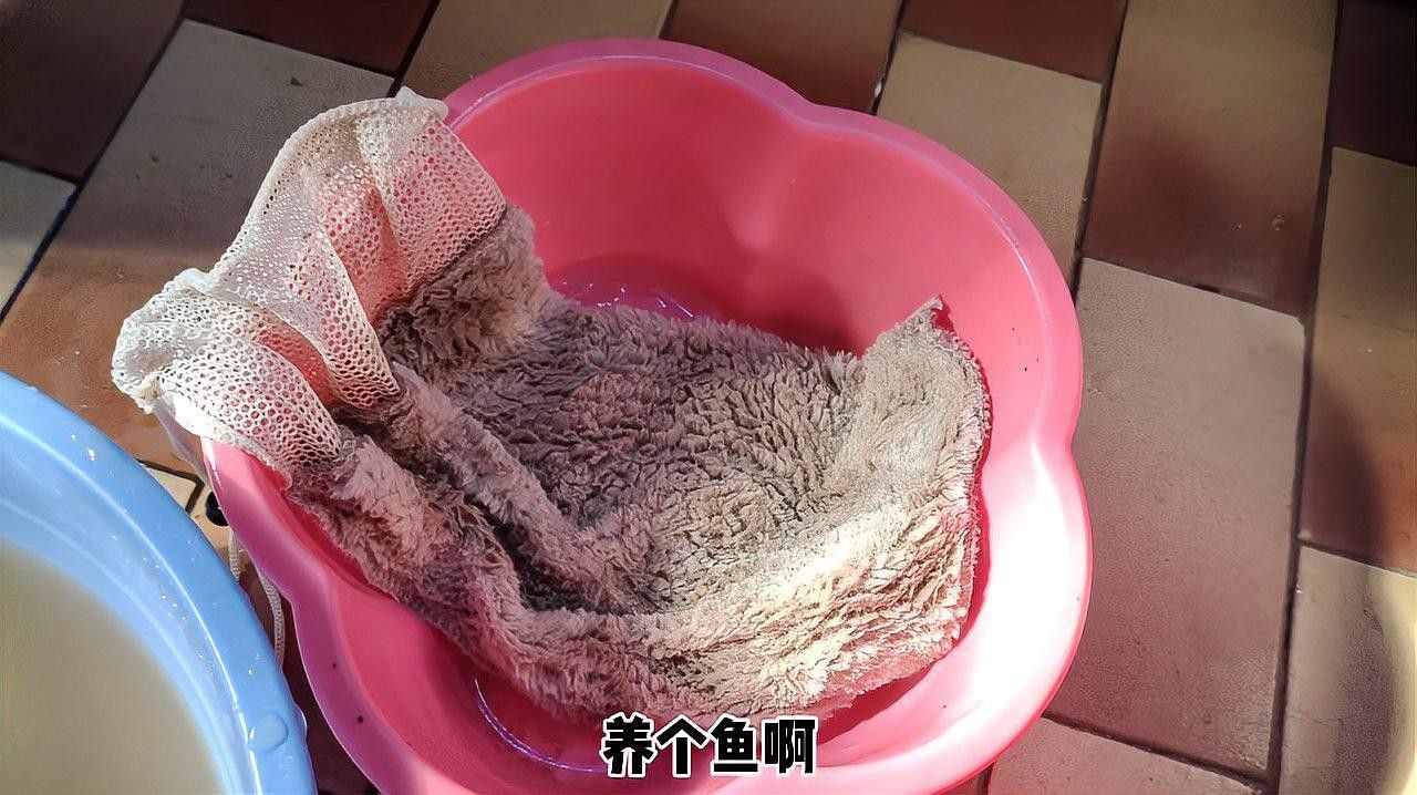 清洗魚缸時需要注意什么？（天山可可，如何正確清洗魚缸）