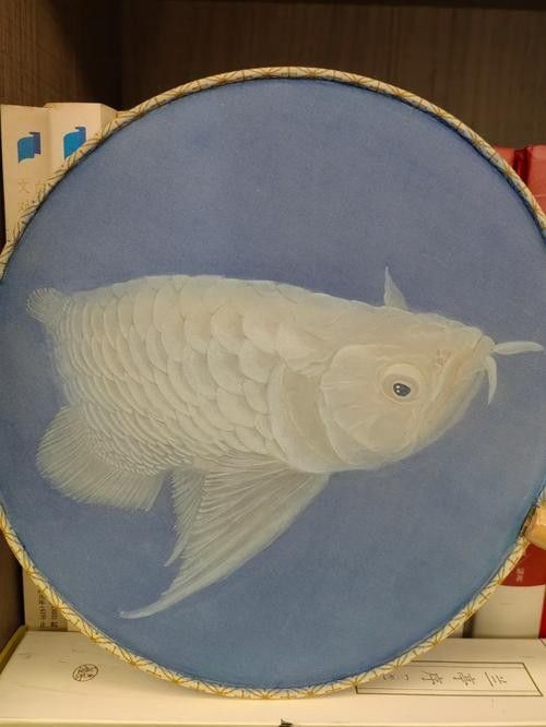 白化金龍魚有哪些品種（關于白化金龍魚的一些基本信息）