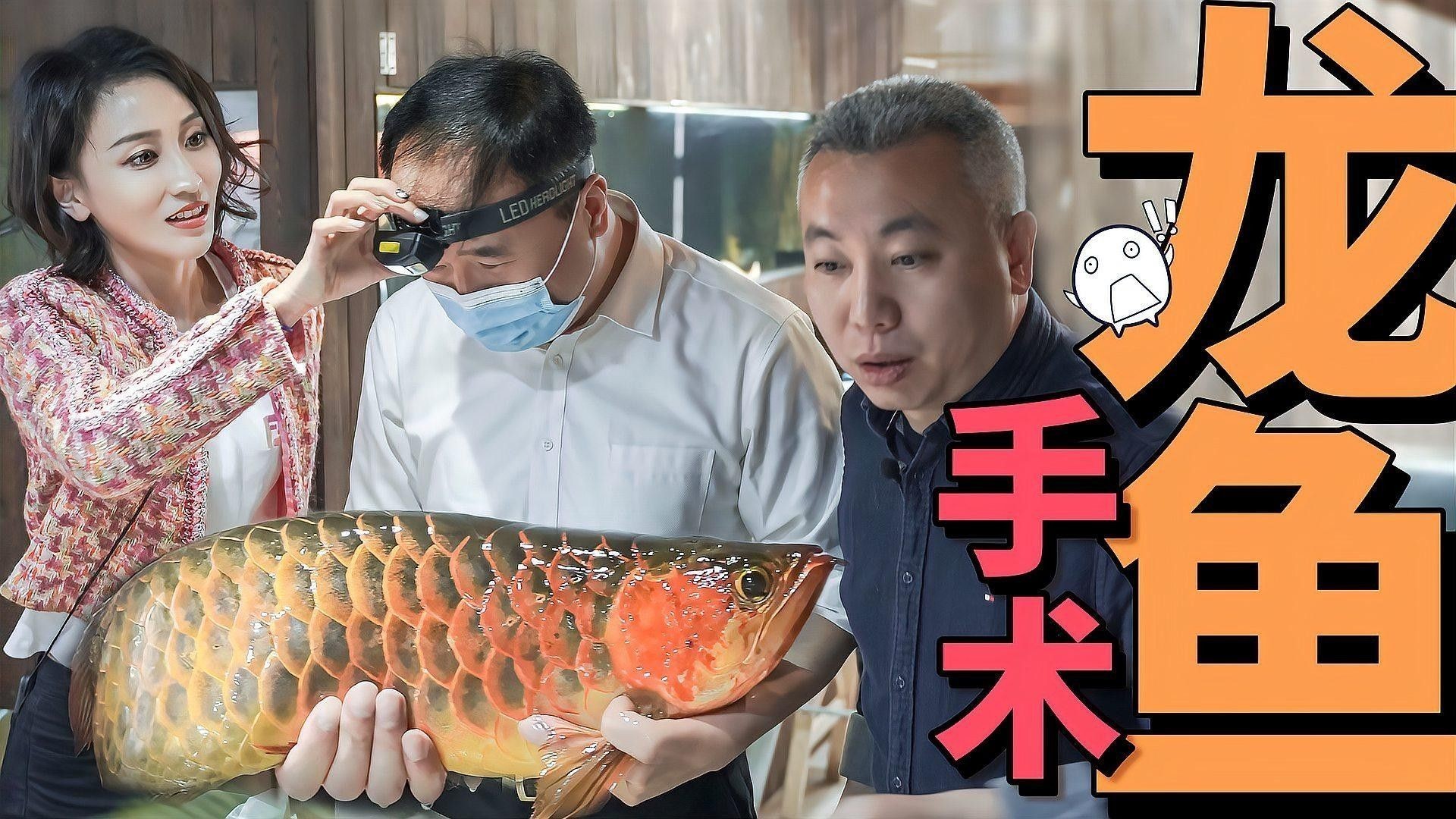 龍魚美容手術(shù)是否合法（魚美容手術(shù)的合法性是一個復(fù)雜且多面的問題） 龍魚美容手術(shù)是否合法（魚美容手術(shù)的合法性是一個復(fù)雜且多面的問題） 龍魚百科 第1張