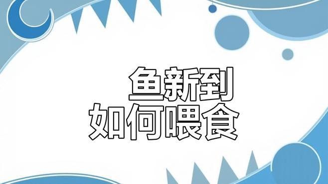 紅金龍魚適應(yīng)新環(huán)境后多久喂食（紅金龍魚適應(yīng)新環(huán)境后多久喂食紅金龍魚適應(yīng)新環(huán)境后多久喂食） 紅金龍魚適應(yīng)新環(huán)境后多久喂食（紅金龍魚適應(yīng)新環(huán)境后多久喂食紅金龍魚適應(yīng)新環(huán)境后多久喂食） 龍魚百科 第3張