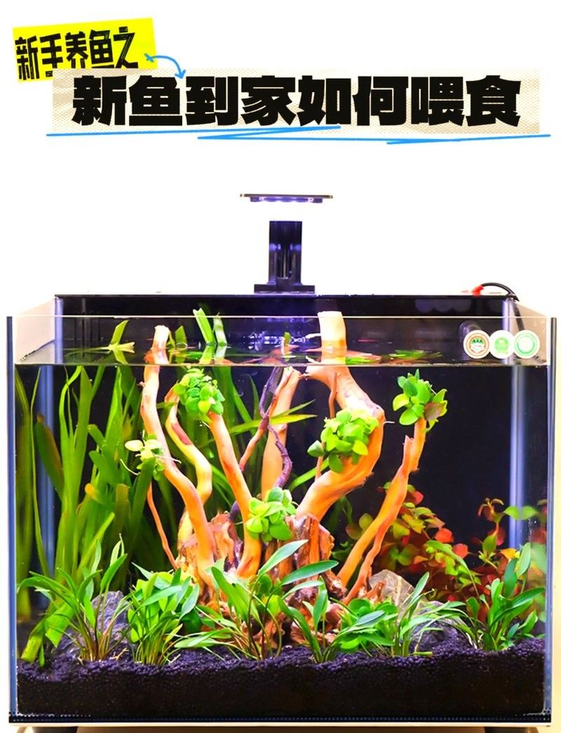 紅金龍魚適應(yīng)新環(huán)境后多久喂食（紅金龍魚適應(yīng)新環(huán)境后多久喂食紅金龍魚適應(yīng)新環(huán)境后多久喂食） 紅金龍魚適應(yīng)新環(huán)境后多久喂食（紅金龍魚適應(yīng)新環(huán)境后多久喂食紅金龍魚適應(yīng)新環(huán)境后多久喂食） 龍魚百科 第10張