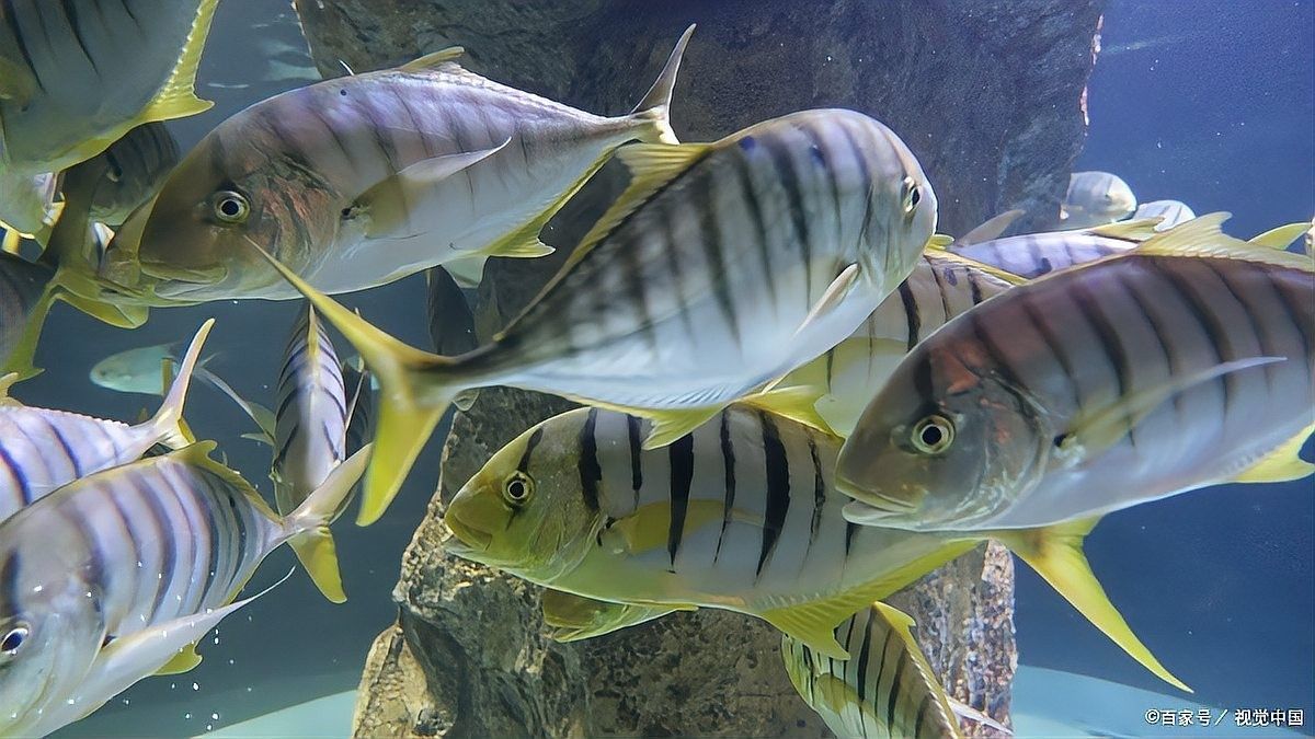 龍魚浮頭會影響健康嗎？（魚總浮在水面“探頭”別大意這5種情況暗藏危機(jī)）