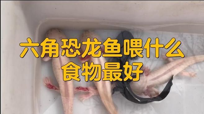 恐龍魚可以喂哪些蔬菜（給恐龍魚喂什么蔬菜最好） 恐龍魚可以喂哪些蔬菜（給恐龍魚喂什么蔬菜最好） 龍魚百科 第7張
