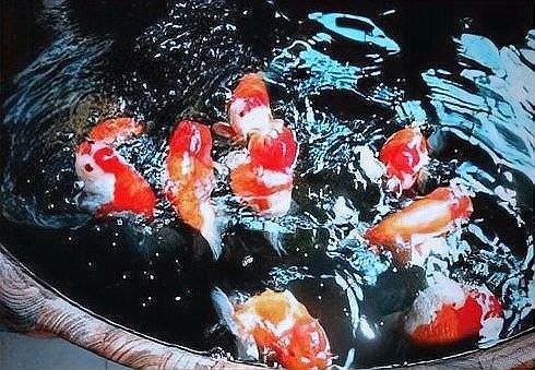 恐龍魚可以喂哪些蔬菜（給恐龍魚喂什么蔬菜最好） 恐龍魚可以喂哪些蔬菜（給恐龍魚喂什么蔬菜最好） 龍魚百科 第10張