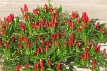 紅龍辣椒需要多大的花盆？（種植紅龍辣椒時(shí)，選擇合適的花盆大小是確保植株健康成長(zhǎng)的關(guān)鍵因素之一） 紅龍辣椒需要多大的花盆？（種植紅龍辣椒時(shí)，選擇合適的花盆大小是確保植株健康成長(zhǎng)的關(guān)鍵因素之一） 龍魚(yú)百科 第6張
