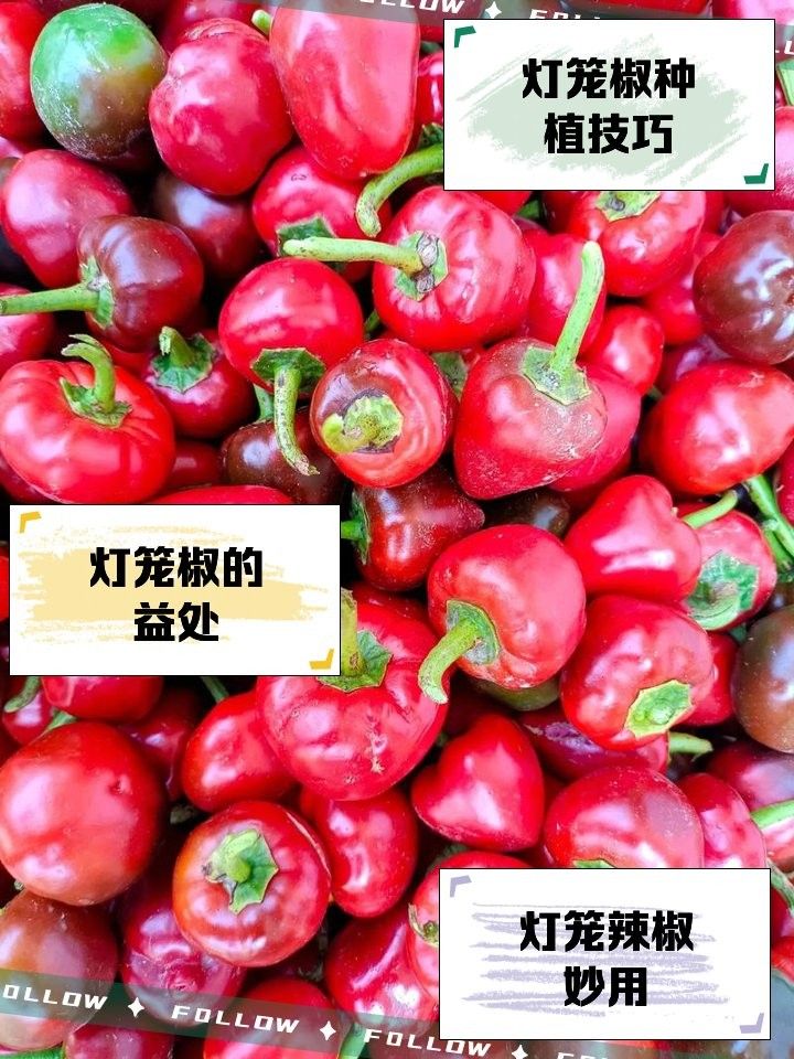 紅龍辣椒需要多大的花盆？（種植紅龍辣椒時(shí)，選擇合適的花盆大小是確保植株健康成長(zhǎng)的關(guān)鍵因素之一） 紅龍辣椒需要多大的花盆？（種植紅龍辣椒時(shí)，選擇合適的花盆大小是確保植株健康成長(zhǎng)的關(guān)鍵因素之一） 龍魚(yú)百科 第5張
