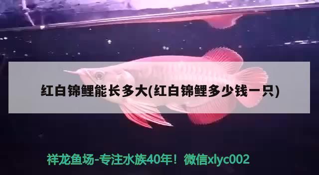 紅白錦鯉能長多大(紅白錦鯉多少錢一只)（紅白錦鯉能長多大）