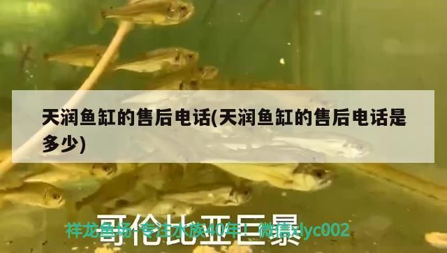 天潤魚缸的售后電話(天潤魚缸的售后電話是多少)（天潤魚缸售后電話是多少、天潤魚缸的售后電話是多少） 天潤魚缸的售后電話(天潤魚缸的售后電話是多少)（天潤魚缸售后電話是多少、天潤魚缸的售后電話是多少） 觀賞魚百科
