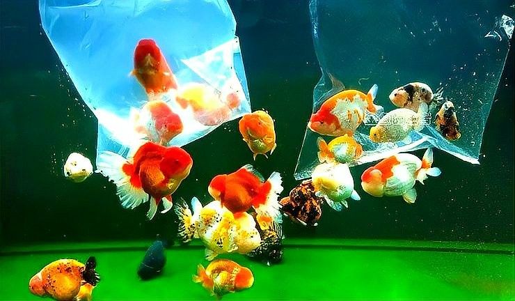 龍魚內外寄檢疫的具體步驟是什么（龍魚內外寄檢疫的具體操作步驟）