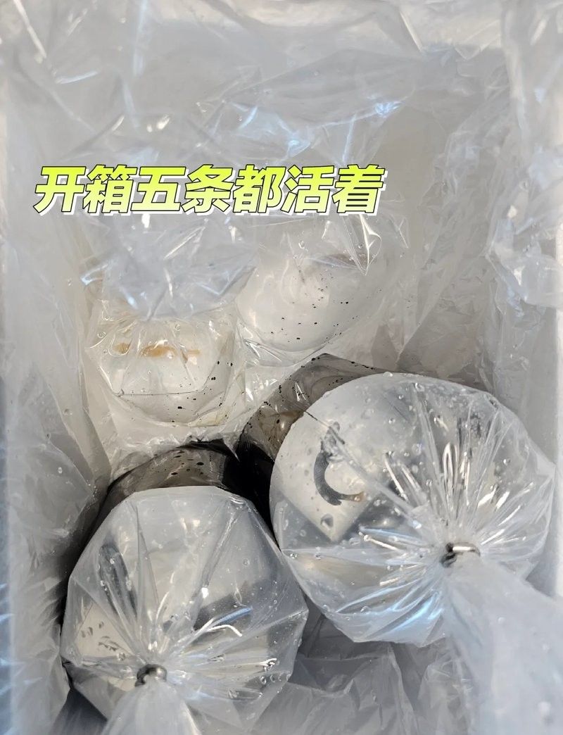 哪些人群不適合擺放金龍魚？，哪些人群適合擺放金龍魚？