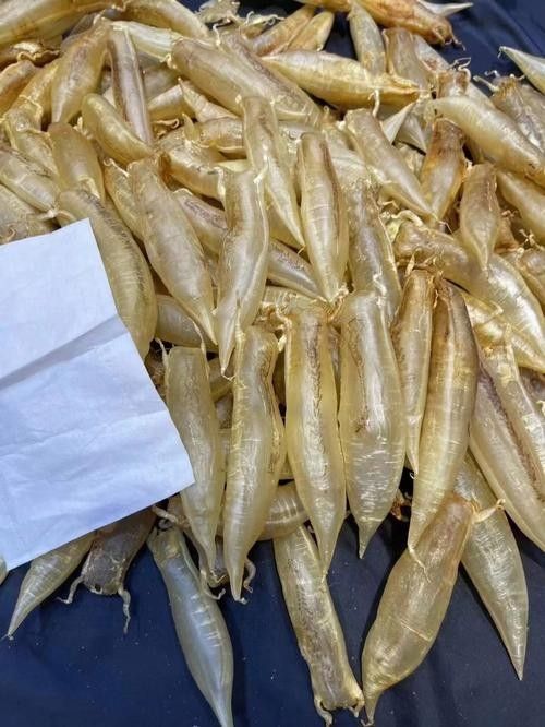 金龍魚工裝的面料是什么（金龍魚工裝的面料如何保養(yǎng)？）