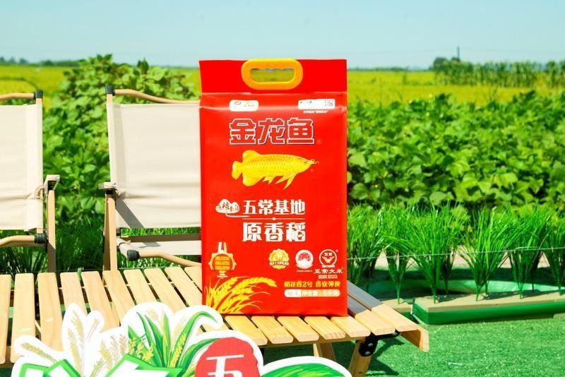 金龍魚種植基地的具體地址（金龍魚的生產布局生活全知道）