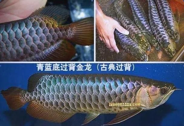 廣州龍魚市場的交通情況（廣州龍魚市場交通情況）