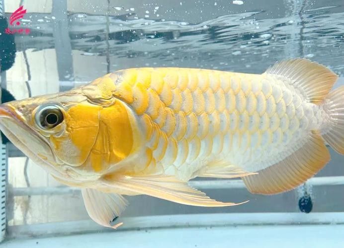 廣州龍魚市場的交通情況（廣州龍魚市場交通情況）