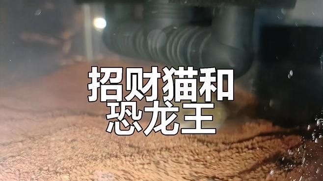 哪些龍魚品種不適合與招財(cái)貓魚混養(yǎng)（招財(cái)貓魚與招財(cái)貓魚混養(yǎng)的品種與招財(cái)貓魚混養(yǎng)的風(fēng)險(xiǎn)）