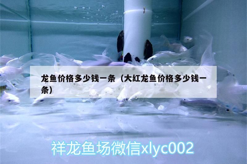 龍魚價格多少錢一條（大紅龍魚價格多少錢一條）（龍魚價格多少錢一條）