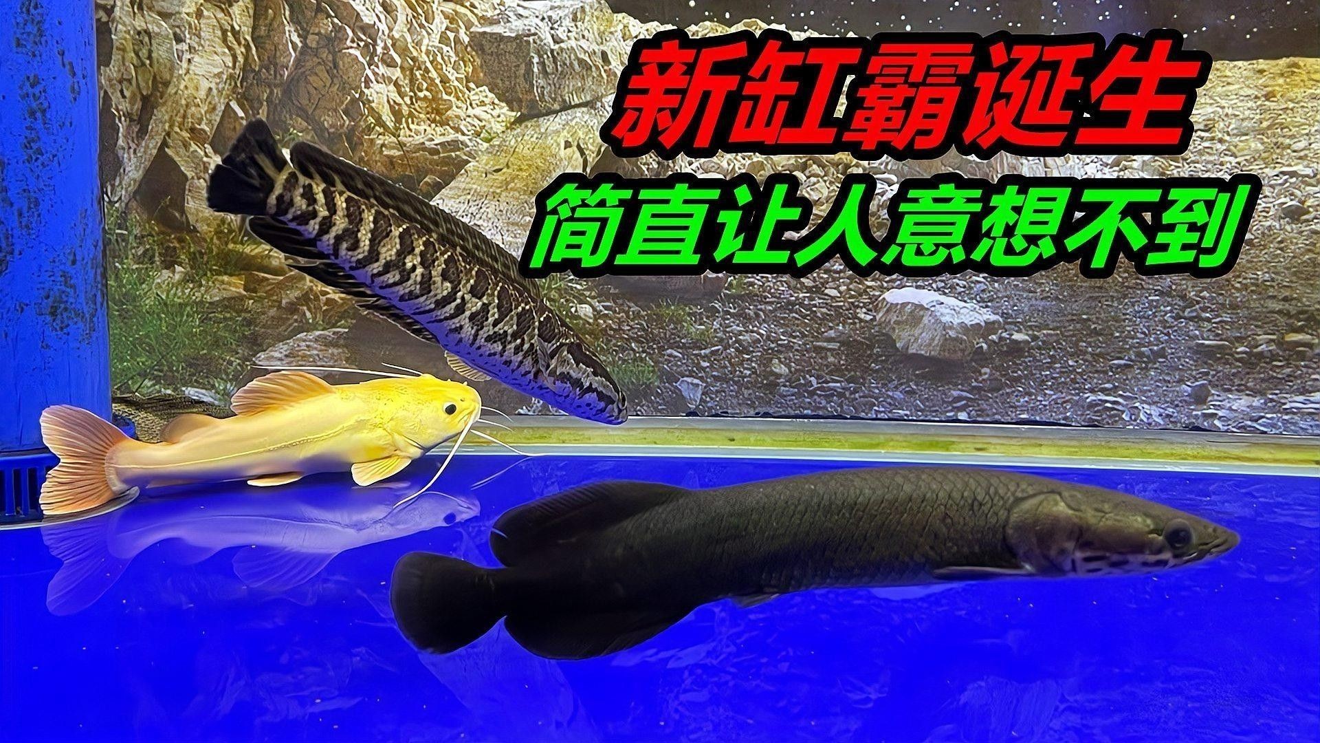 虎紋恐龍魚可以和其他魚混養(yǎng)嗎（紋恐龍魚可以與其他種類的魚混養(yǎng)但需注意以下關鍵點）