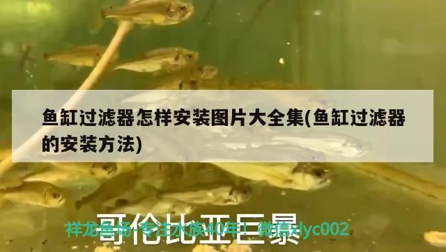 魚缸過濾器怎樣安裝圖片大全集(魚缸過濾器的安裝方法)（魚缸過濾器怎么安裝） 魚缸過濾器怎樣安裝圖片大全集(魚缸過濾器的安裝方法)（魚缸過濾器怎么安裝） 觀賞魚百科