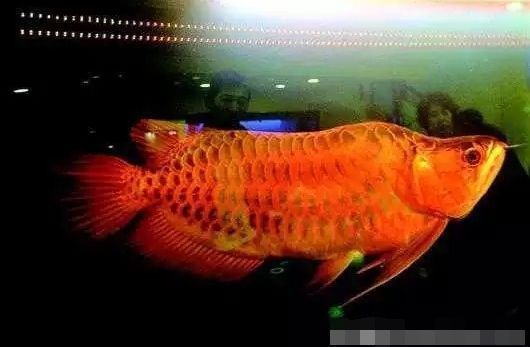 紅龍魚年齡怎么看：關(guān)于紅龍魚的年齡問題