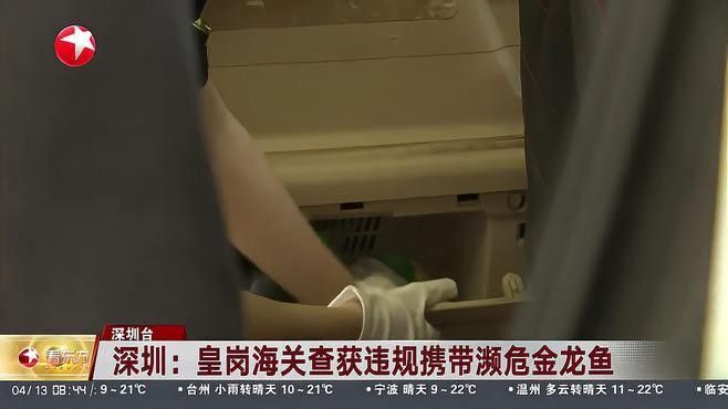如何辨別金龍魚是否合法（如何辨別金龍魚合法）
