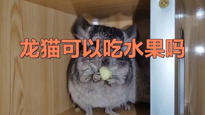 龍貓可以吃哪些水果（龍貓可以吃哪些新鮮水果）